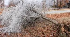 Preventing Winter Tree Damage in Nashville, TN