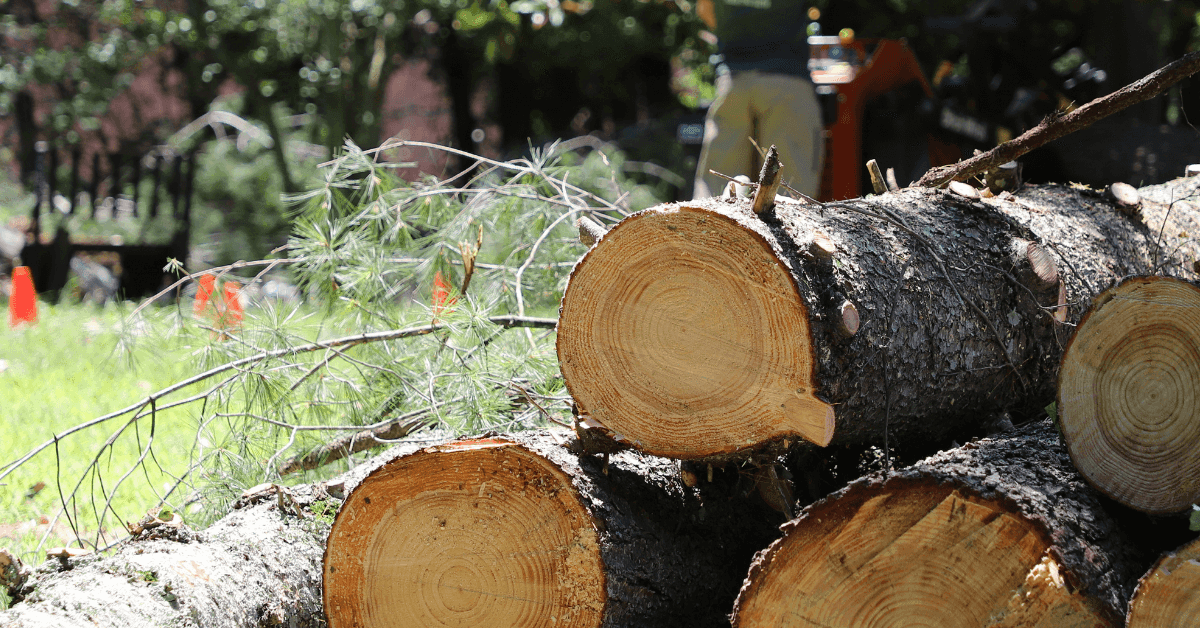 Tree Service in Williamson County, TN
