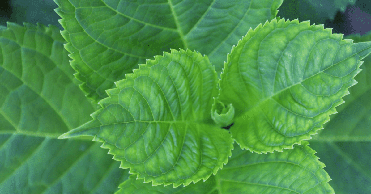 Certified arborist providing plant health care services in Nashville, TN – tree treatment, soil care, pest control, and fertilization