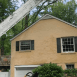 Healthy Nashville ash tree protected from emerald ash borer with pest control treatment