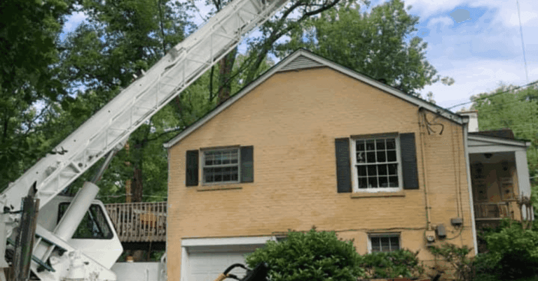 Healthy Nashville ash tree protected from emerald ash borer with pest control treatment