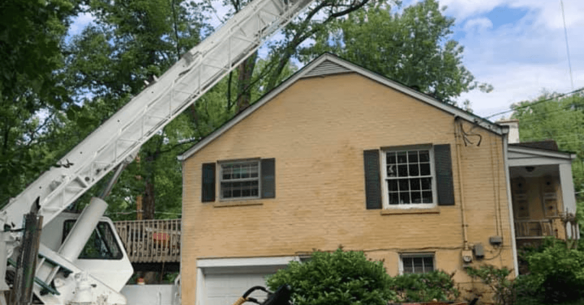 Healthy Nashville ash tree protected from emerald ash borer with pest control treatment