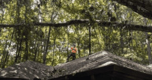 Nashville Certified Arborist: A Guide for Davidson County Residents