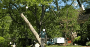 Stump Grinding for Large Hardwood Trees in Nashville, TN