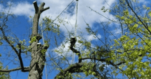 Identifying Hazardous Trees Before Storm Season in Brentwood