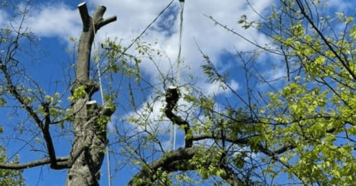 Identifying Hazardous Trees Before Storm Season in Brentwood