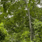 A backyard fruit tree being fertilized in spring for healthy growth and maximum yield