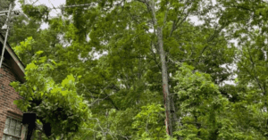 When to Fertilize Fruit Trees for Maximum Yield