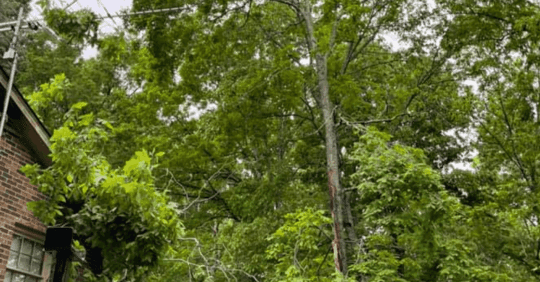 A backyard fruit tree being fertilized in spring for healthy growth and maximum yield