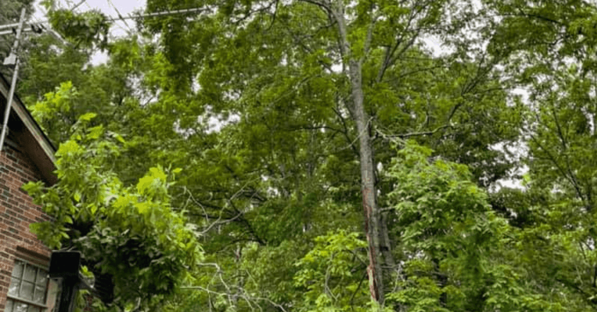 A backyard fruit tree being fertilized in spring for healthy growth and maximum yield