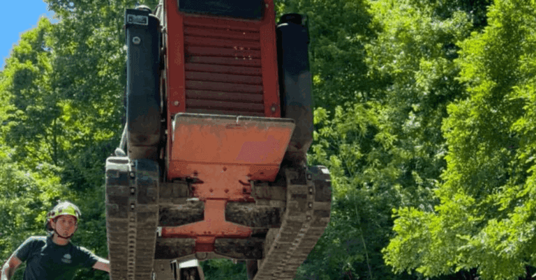 Mature oak tree in a Bellevue residential landscape with an arborist inspecting the canopy for health and structural stability