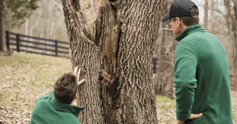 certified arborist measuring large hardwood tree for removal permit approval in Brentwood Tennessee