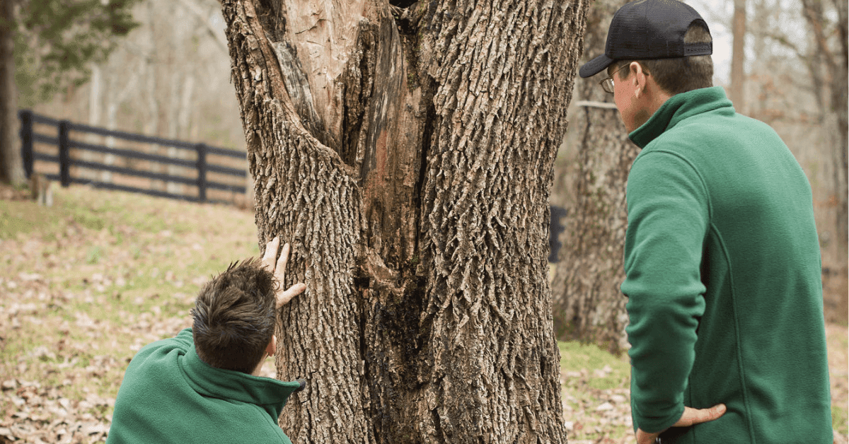 certified arborist measuring large hardwood tree for removal permit approval in Brentwood Tennessee