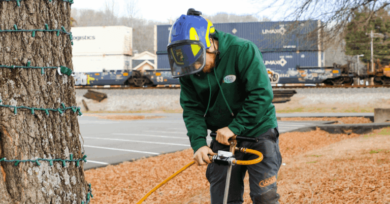 Soil testing around the base of a tree for balanced nutrients