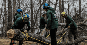 Do You Need a Permit To Remove a Tree in Nashville, Tennessee?