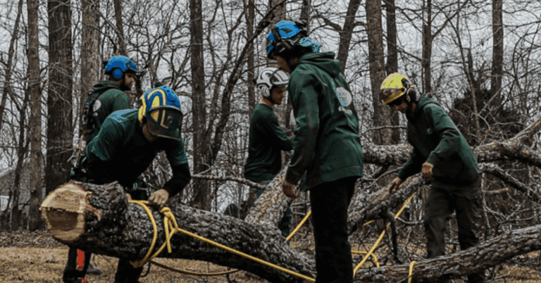 Arborist evaluating a mature oak tree in a Nashville yard to determine if it meets permit requirements.