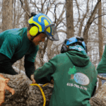 Tree removal service in West Meade, TN by The Good Tree Company
