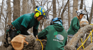 Tree Removal Made Simple for West Meade, TN Homes