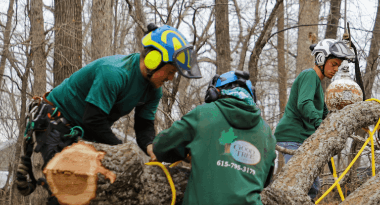 Tree removal service in West Meade, TN by The Good Tree Company