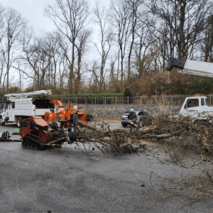 Local arborist examining a fallen oak tree after a storm in Franklin, Tennessee 