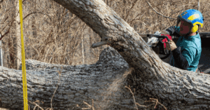 Common Reasons Trees Are Removed in Middle Tennessee