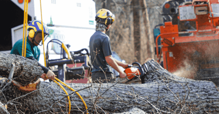 A qualified arborist wearing protective gear cuts branches from a large oak tree in a Nashville residential yard, with safety ropes and equipment in place.