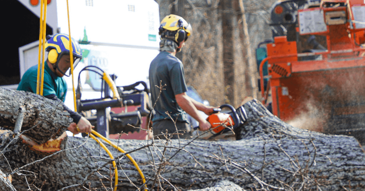 A qualified arborist wearing protective gear cuts branches from a large oak tree in a Nashville residential yard, with safety ropes and equipment in place.