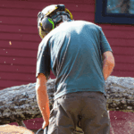 Nashville arborist pruning an oak tree in winter for healthy spring growth