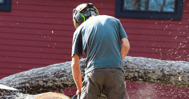Nashville arborist pruning an oak tree in winter for healthy spring growth