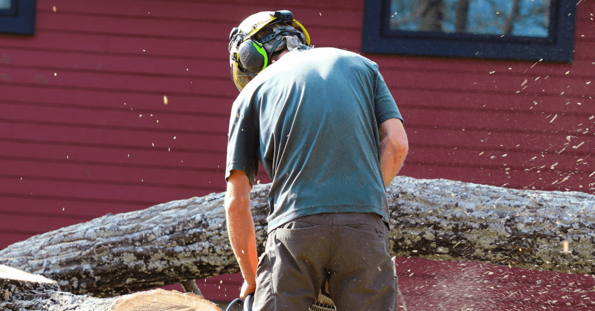 Nashville arborist pruning an oak tree in winter for healthy spring growth