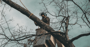 How Proper Tree Trimming Significantly Reduces Storm Damage in Nashville