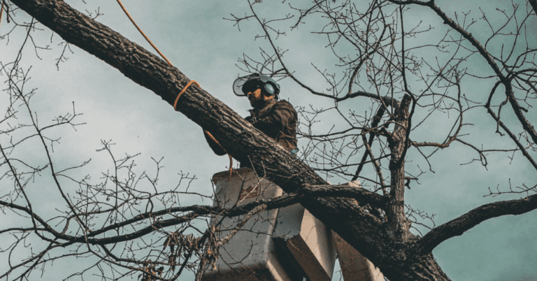 Professional tree trimming service reducing storm damage risk in Nashville, TN