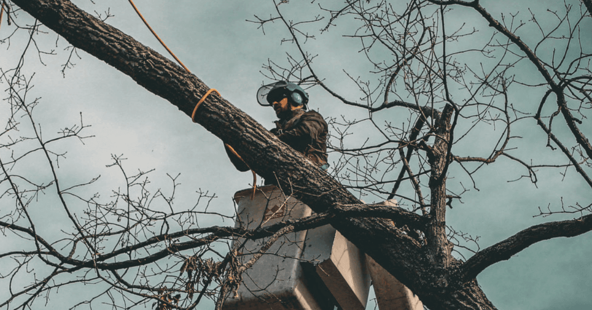 Professional tree trimming service reducing storm damage risk in Nashville, TN