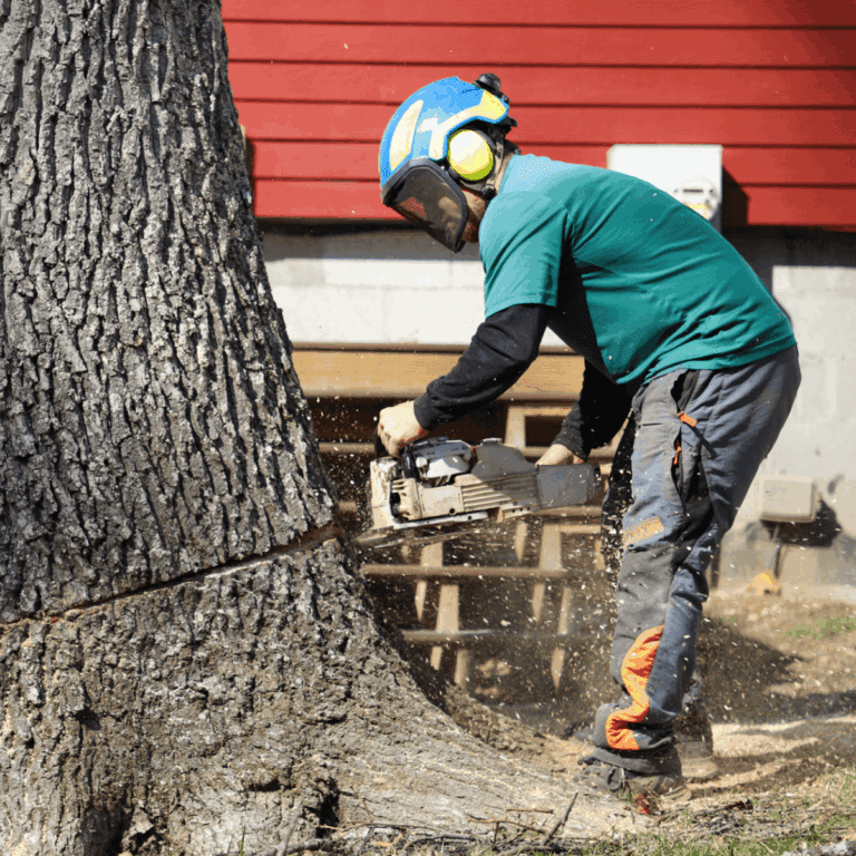 Healthy, well-maintained trees after professional tree service in Franklin and greater Nashville