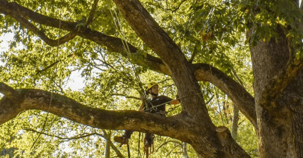 Common Trees in Nashville Explained by The Good Tree Company