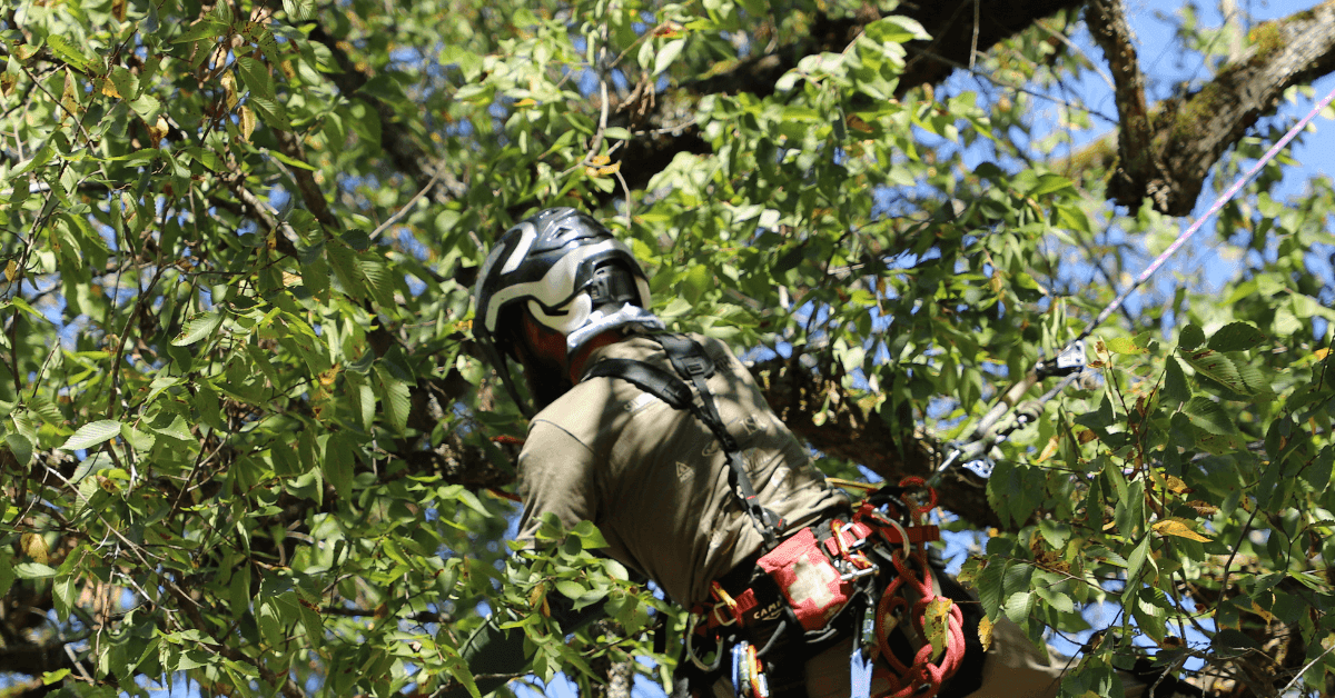 Tree Service Belle Meade TN