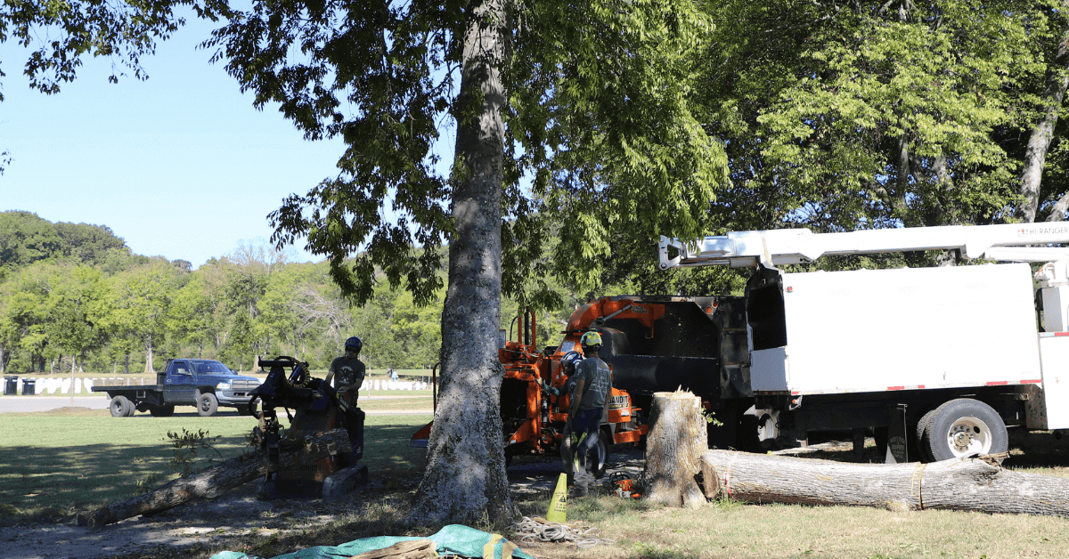 Tree service crew working in Bellevue, TN