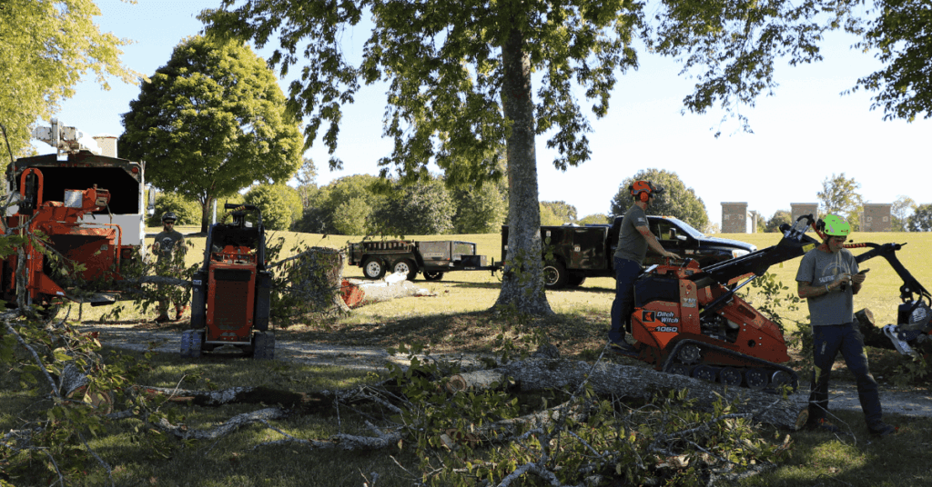 Certified arborist trimming an oak tree in Forest Hills, TN