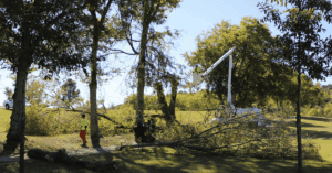 Tree Care Services in Nashville, TN: What’s Included & What’s Extra?