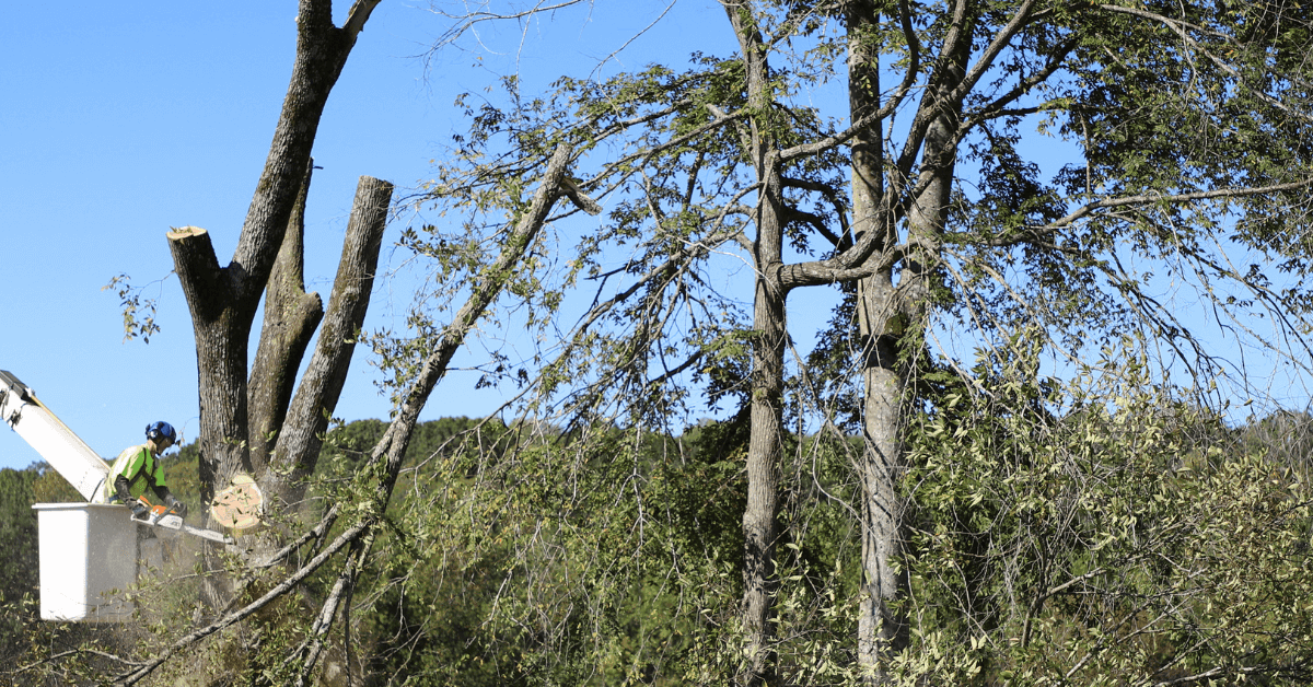 fallen tree removal franklin tn