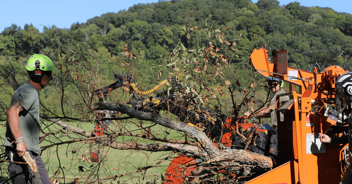 Emergency Tree Removal in Brentwood TN