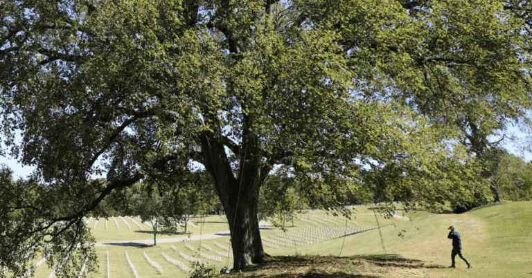 arborist inspecting a tree for common nashville pests