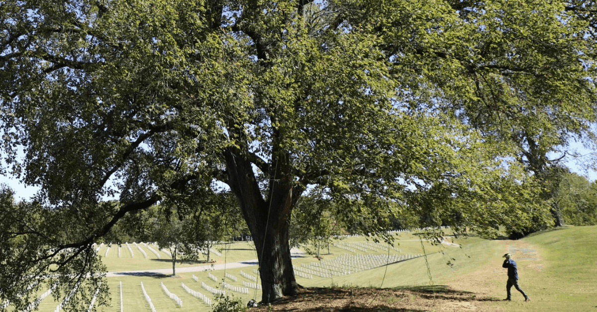 arborist inspecting a tree for common nashville pests