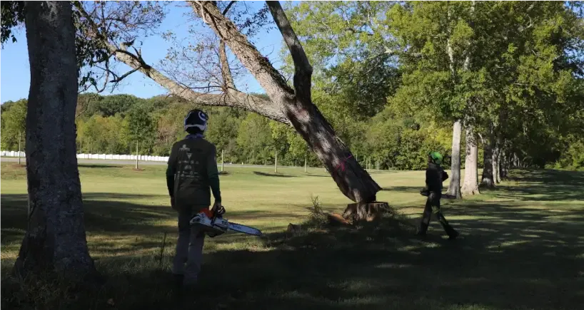 The Good Tree Company: Tree Removal Services