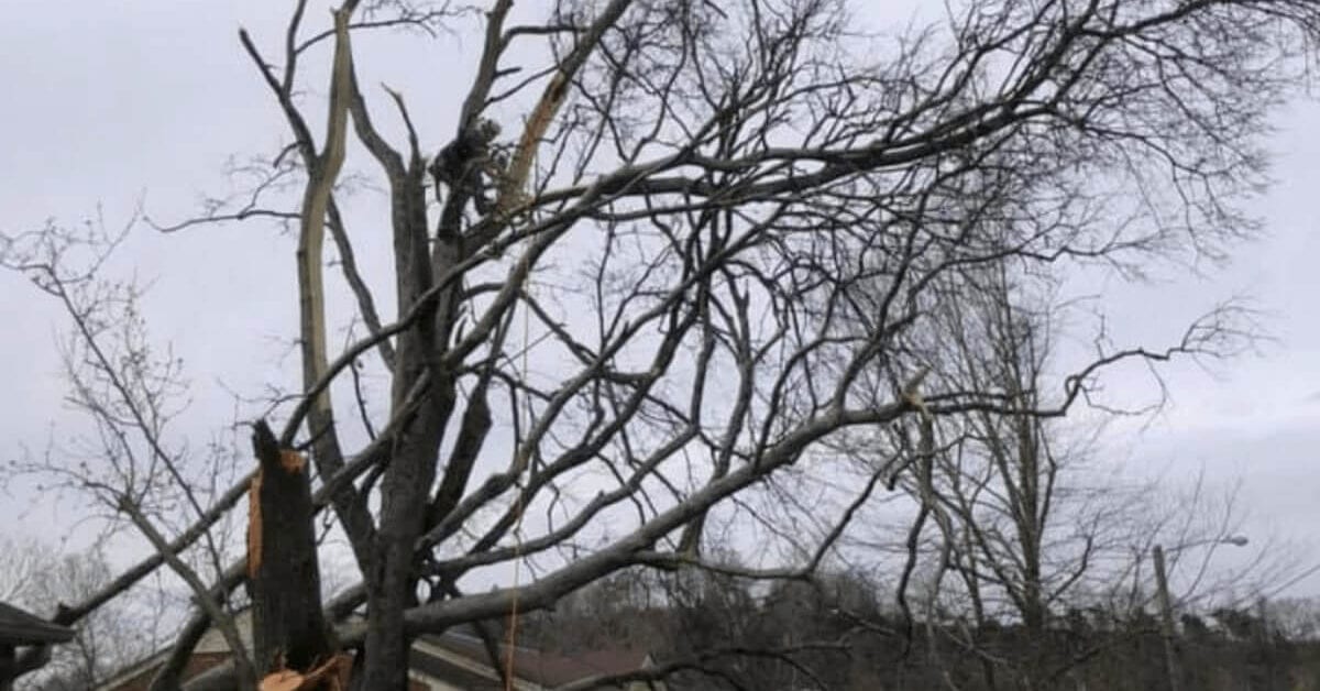 Emergency Tree Removal in Nashville, TN After Storm Damage