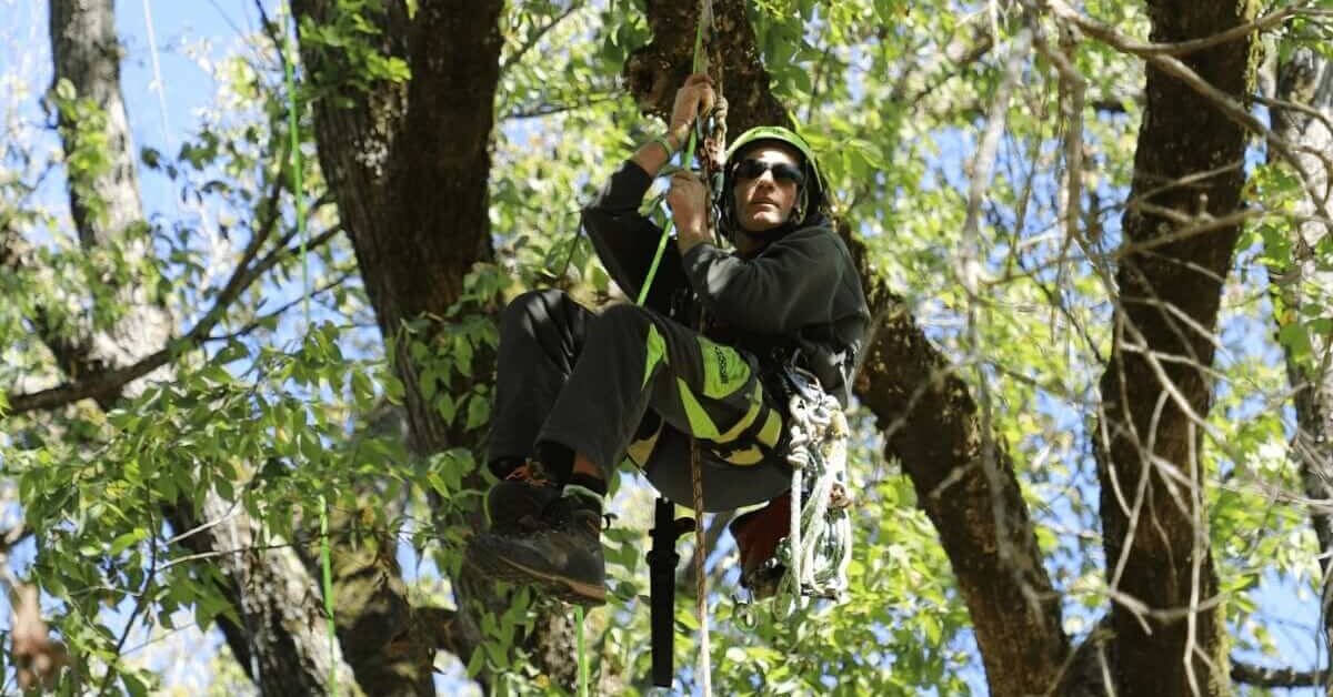 Expert Tree Service in Brentwood, TN for Residential and Commercial Properties