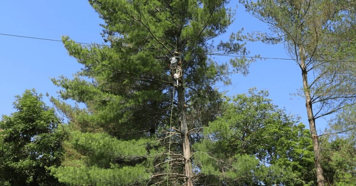 ISA-certified crew providing emergency tree service in Franklin, Tennessee after a storm
