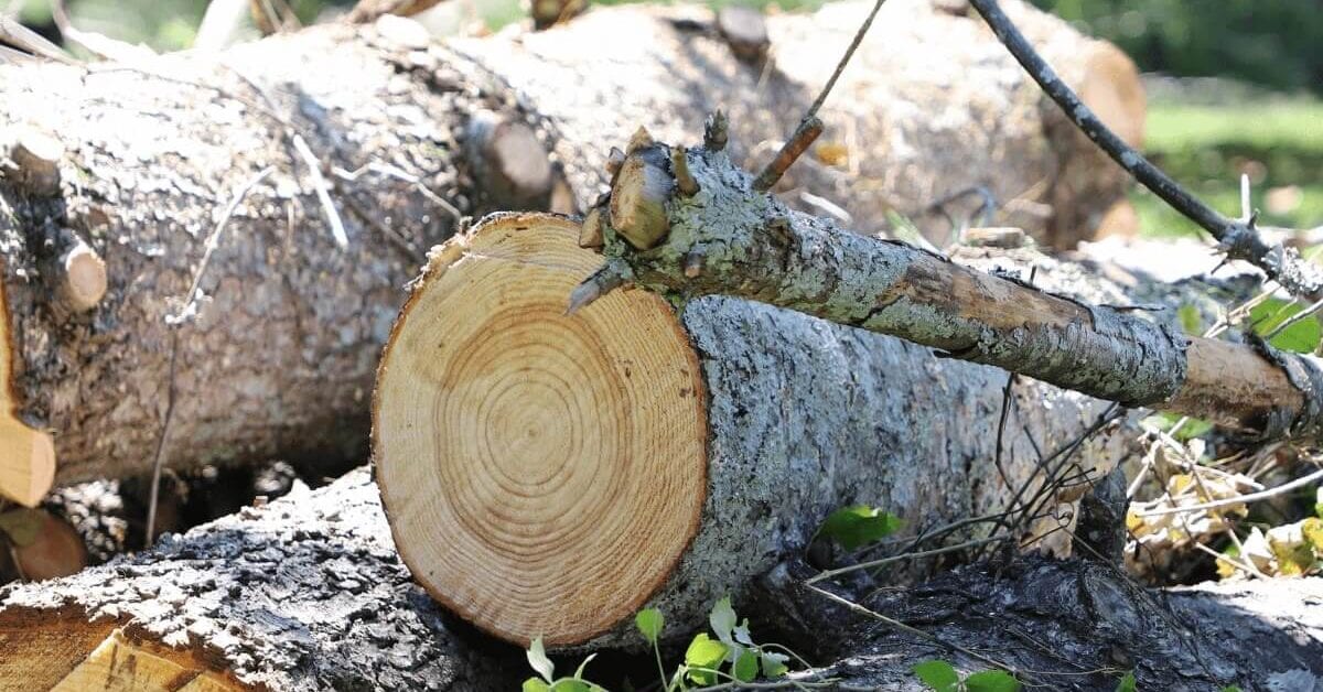 emergency tree service in Williamson County, TN