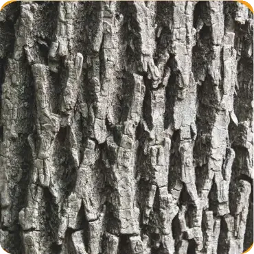 Ash Bark