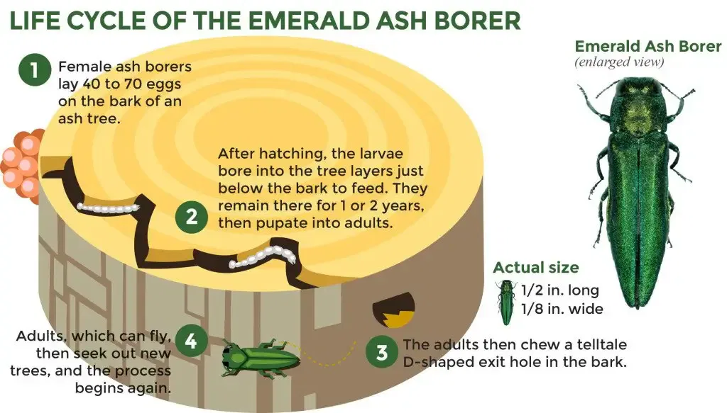 Life Cycle of the Emerald Ash Borer
